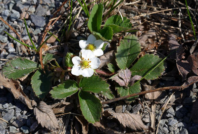 Fraisier des champs - Wild Strawberry - Fragaria virginiana - Rosaces