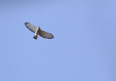 Petite Buse - Broad-winged hawk - Buteo platypterus - Accipitrids