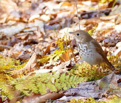 Grive solitaire - Hermit thrush - Catharus guttatus - Turdids