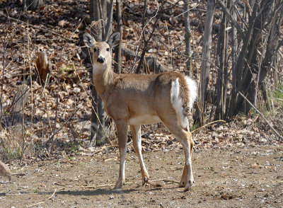 Cerf de Virginie - White-tailed deer - Odocoileus virginianus - Cervids