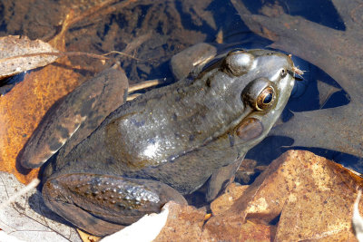 Grenouille verte - Green Frog - Lithobates clamitans melanota - Ranid