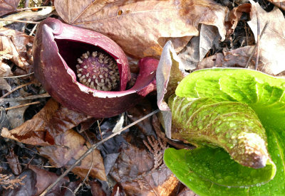Symplocarpe chou-puant - Eastern skunk cabbage - Symplocarpus foetidus - Araces