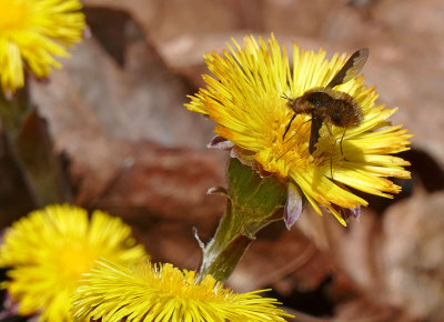 Grand Bombyle - Greater Bee Fly - Bombylius major