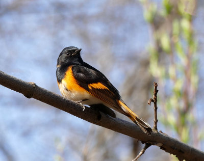 Paruline flamboyante - American redstart - Setophaga ruticilla - Parulids