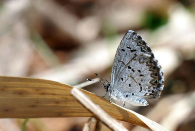 Azur printanier - Spring Azure - Celastrina ladon lucia m - Lycnids - (4363 a)