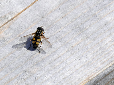 Syrphidae - Helophilus fasciatus - Eristalinae