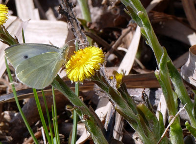 Piride du chou - Cabbage White - Pieris rapae - Pirids - (4197)