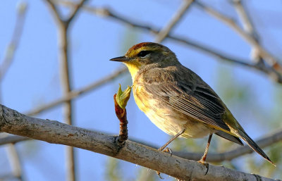 Paruline  couronne rousse - Palm warbler - Setophaga palmarum - Parulids