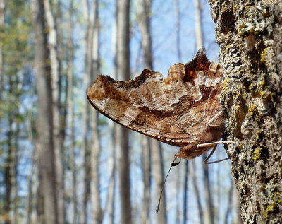 Polygone virgule - Eastern Comma - Polygona comma - Nymphalidés - (4421)