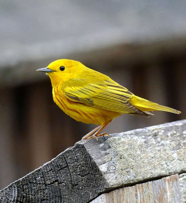 Paruline jaune - American yellow warbler - Setophaga petechia - Parulids