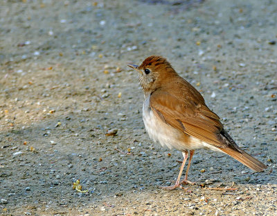 Grive fauve - Veery - Catharus fuscescens - Turdids