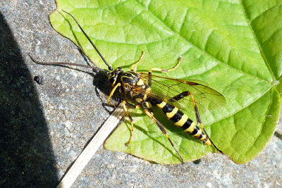 Ichneumonidae(sp)
