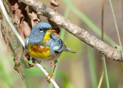 Paruline  collier - Northern parula - Setophaga americana - Parulids