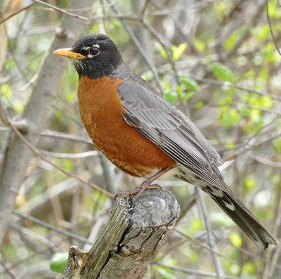 Merle d'Amrique - American robin - Turdus migratorius - Turdids