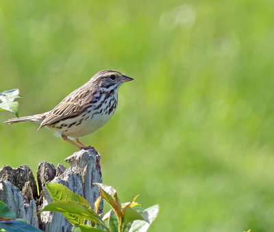 Bruant des prs - Savannah sparrow - Passerculus sandwichensis - Embrizids