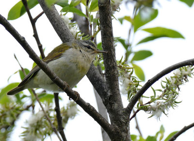 Paruline obscure - Tennessee warbler - Oreothlypis peregrina - Parulids