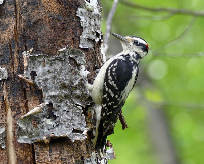 Pic chevelu - Hairy woodpecker - Picoides villosus - Picids