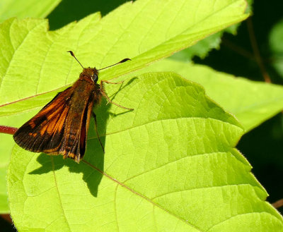 Hesprie Hobomok - Hobomok Skipper - Poanes hobomok - Hesprids - (4059) 