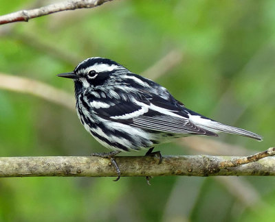 Paruline noir et blanc - Black-and-white warbler - Mniotilta varia - Parulids