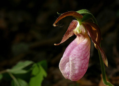 Le sabot de la Vierge - Pink lady's-slipper - Cypripedium acaule - Orchidaces