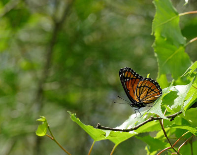 Vice-roi - Viceroy - Lemenitis archippus - Nymphalidés - (4523)