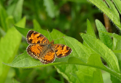 Croissant nordique - Northern Crescent - Phycoides cocyta - Nymphalidés - (4481.1)