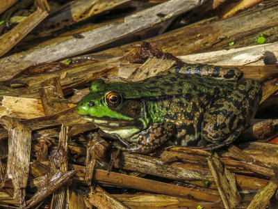 Grenouille verte - Green Frog - Lithobates clamitans melanota - Ranid