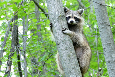 Raton laveur - Raccoon - Procyon lotor -Procyonids Sherbrooke, Qubec