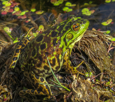Grenouille du nord - Mink Frog - Lithobates septentrionalis - Ranid