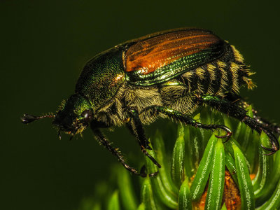 Scarabée japonais -Japanese Beetle - Popillia japonica