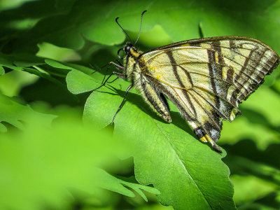 Papillon tigr du Canada - Canadian tiger swallowtail - Papilio canadensis - Papilionids (4176.1)