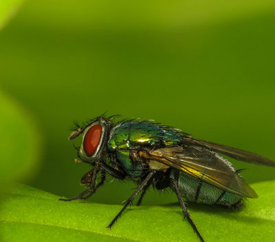 Mouche verte - Common Green Bottle Fly - Lucilia sericata