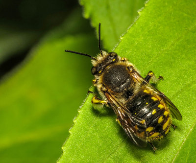 Abeille cotonnière - European Woolcarder - Anthidium manicatum