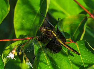 La Mélancolique - Widow skimmer - Libellula luctuosa