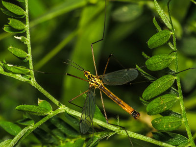 Tipule - Tiger Crane Flies - (Genus Nephrotoma)