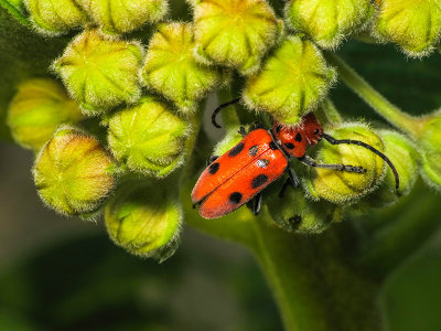 Longicorne de l'asclépiade - Red-milkweed beetle - Tetraopes tetrophthalmus