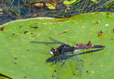 Leucorrhine mouchetée - Dot-tailed Whiteface - Leucorrhinia intacta