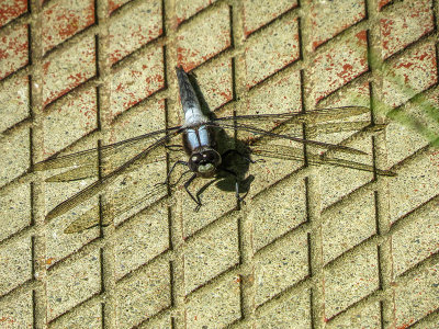 La Julienne - Chalk-fronted - Corporal Ladona julia