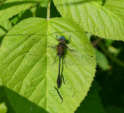 Cordulie écorcée - Racket-tailed Emerald - Dorocordulia libera