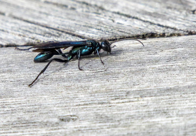 Potière bleue - Blue Mud Wasp - Chalybion californicum