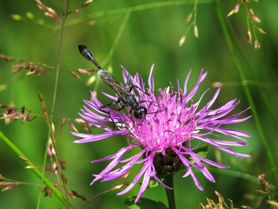 Ammophile - Ammophila nigricans