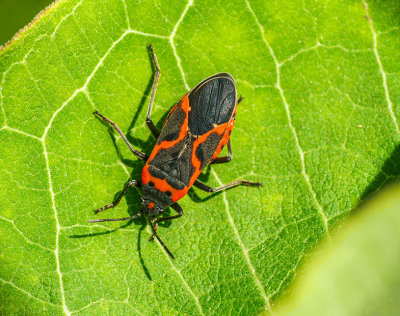 Petite punaise de l'asclépiade - Small Milkweed Bug - Lygaeus Kalmi
