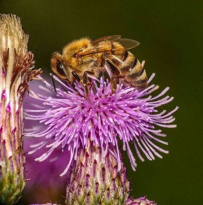 Abeille - Honey Bee - Apis mellifera