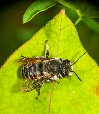 Megachile - Leafcutter bee