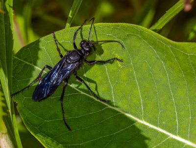 Grand sphex noir - Great Black Wasp - Sphex pensylvanicus