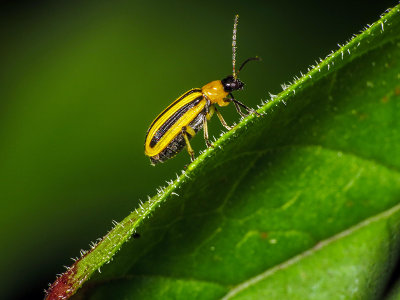 Chrysomèle rayée du concombre - Striped Cucumber Beetle - Acalymma vittatum