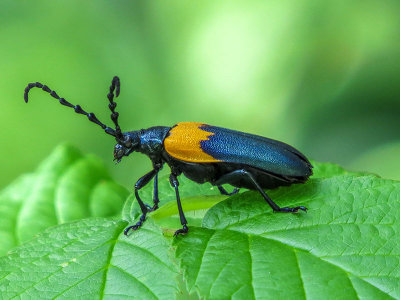 Desmocère à manteau - Elderberry Borer - Desmocerus palliatus - Cérambycidés