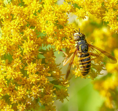 Syrphe - Hoverflies - Spilomyia longicornis - Syrphidés