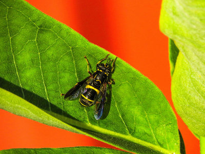 Syrphe - Hoverflies - Spilomyia sayi - Syrphidés