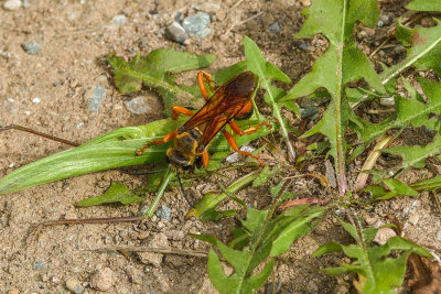 Grand sphex doré - Great Golden Digger Wasp - Sphex ichneumoneus - Sphécidés
